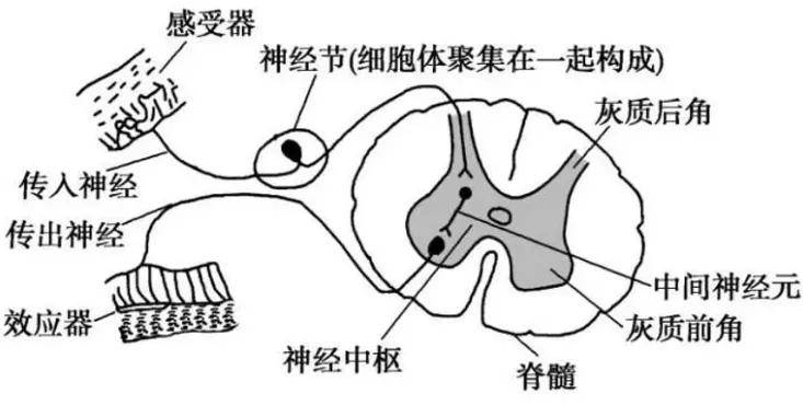 神经传导路径示意图图片