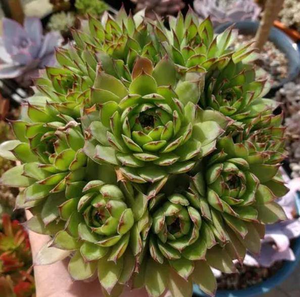 盘点种爱爆头的多肉颜值高长势旺养起来真过瘾值得拥有