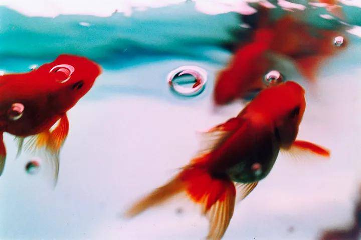 美学极具视觉冲击力的日式爆裂美学，肆意而浪漫