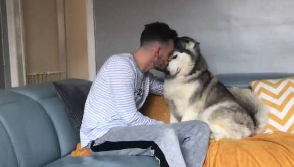 才会二哈长时间被冷落，看到小主人没在，它又开始装可怜了