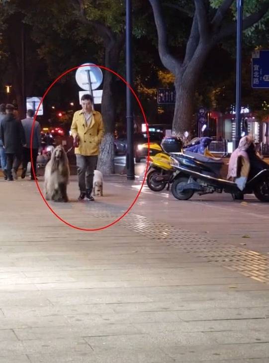 街头男子遛狗引起围观拍照 路人太激动了 网友 王校长和神兽 狗狗 全网搜