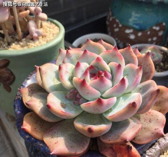 秋天降温不用怕 室外的多肉状态更好 天气越凉 叶子越红 气温