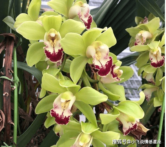 10月18号起 不再烦恼 许下的愿望 终于灵验了 愿佛保佑 感情 全网搜