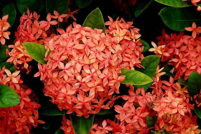 十月赏花赏啥 这里有一份不错的指南 快进来看看 产区