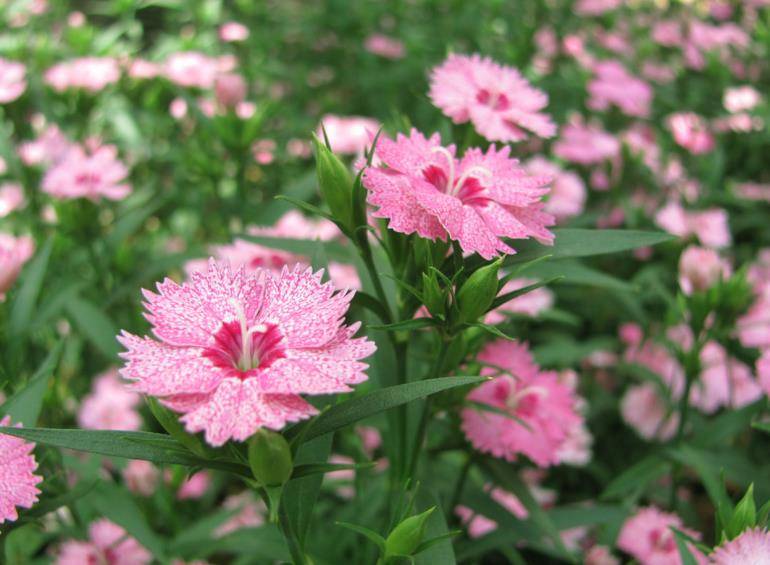 哪些花适合春天养 b729b71a299f4c39ad4eaca94b4da585.jpeg