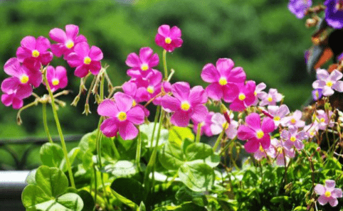 三叶草|农村一种野草“水晶萝卜”，若见到人采挖，别笑话：他可能是行家