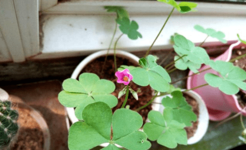 三叶草|农村一种野草“水晶萝卜”,若见到人采挖,别笑话:他可能是行家