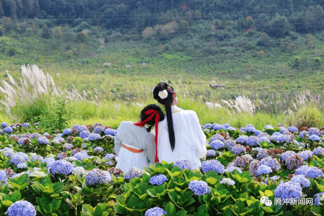 紫色|腾冲周边游丨到荷花漫步百亩“花海”，邂逅诗与远方