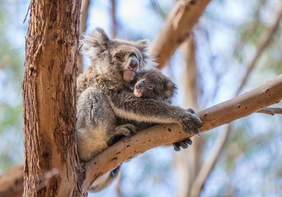 澳大利亚春季限定动物大赏之可爱的动物幼崽