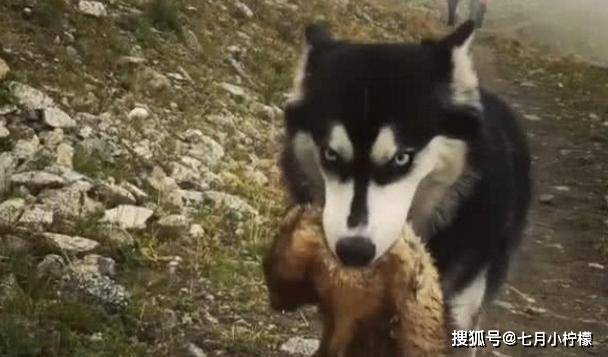 因为二哈在乡下走丢了，父亲找到时内心很激动：这种狗狗还有吗？