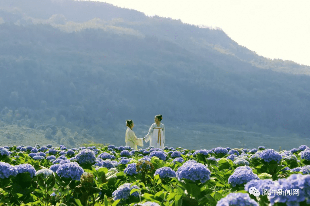 紫色|腾冲周边游丨到荷花漫步百亩“花海”，邂逅诗与远方