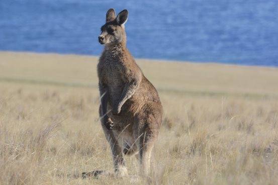 想去澳大利亚看野生动物？塔斯马尼亚州的野趣超出你想象