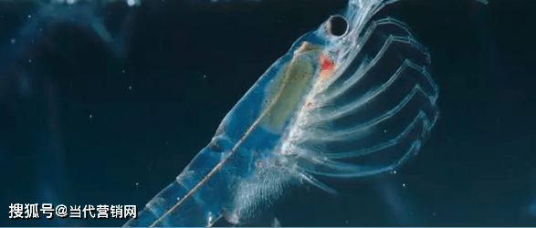 血管|新零售爆品推介：磷虾油的功效与作用