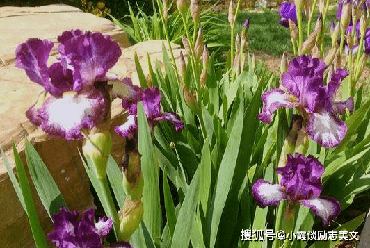 21年 桃花动心扉 爱而不得 痛而不舍 旧爱闯破心弦谱写爱歌 对方