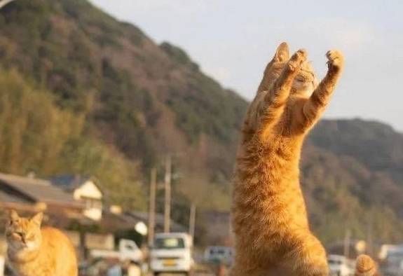橘猫每天“练功健身”，小橘猫紧跟大橘步伐，师徒二喵像复制粘贴