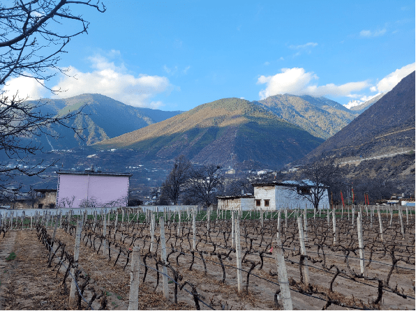 人类学|百馥访谈第6期|肖坤冰博士,从人类学研究角度看待云南·香格里拉葡萄酒产区