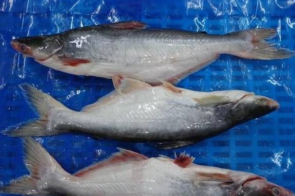 河南一景区用3000枚槲粽拼成龙舟 给孩子添加辅食 别再选巴沙鱼了 这3种鱼对智力 视力更有帮助