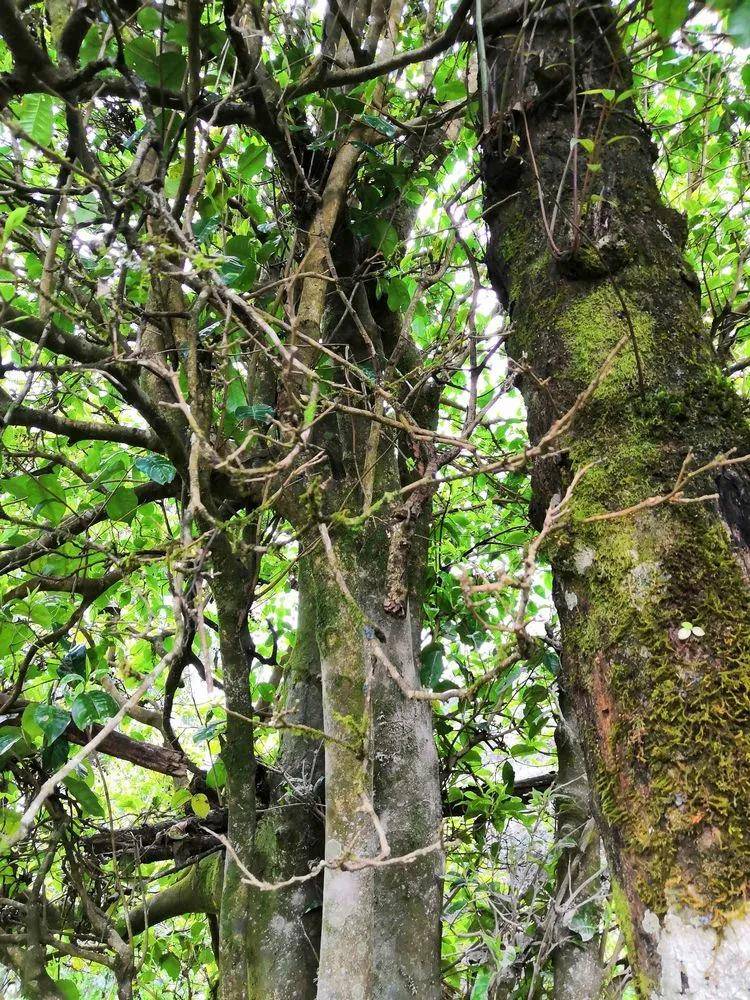 生态野生古树茶 古树野生红茶-古树野生红茶促销价格、古树野生红茶品牌- 淘宝