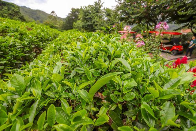 地方|雁南飞茶田，梅州5A级景区，体验茶文化的好地方