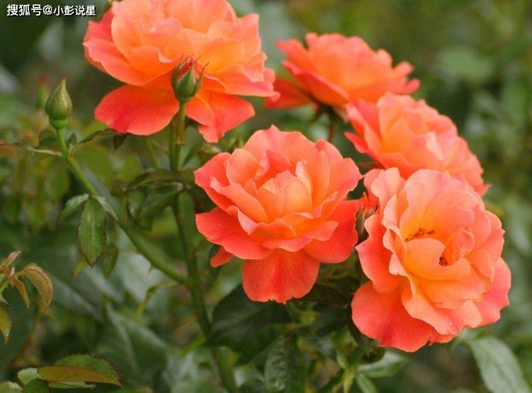 未来15天 财运亨通 3属相贵子入家门 福星高照 生肖