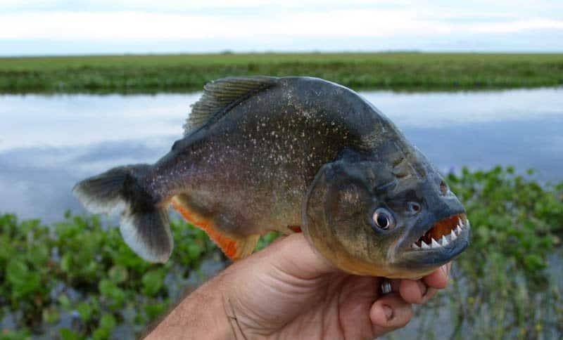 亚马逊河四大致命生物：食人鱼只能排最后，森蚺才是大BOSS