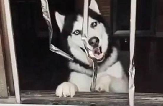 因为女儿出生以后，二哈便结束了它的拆家之旅，真是一物降一物啊