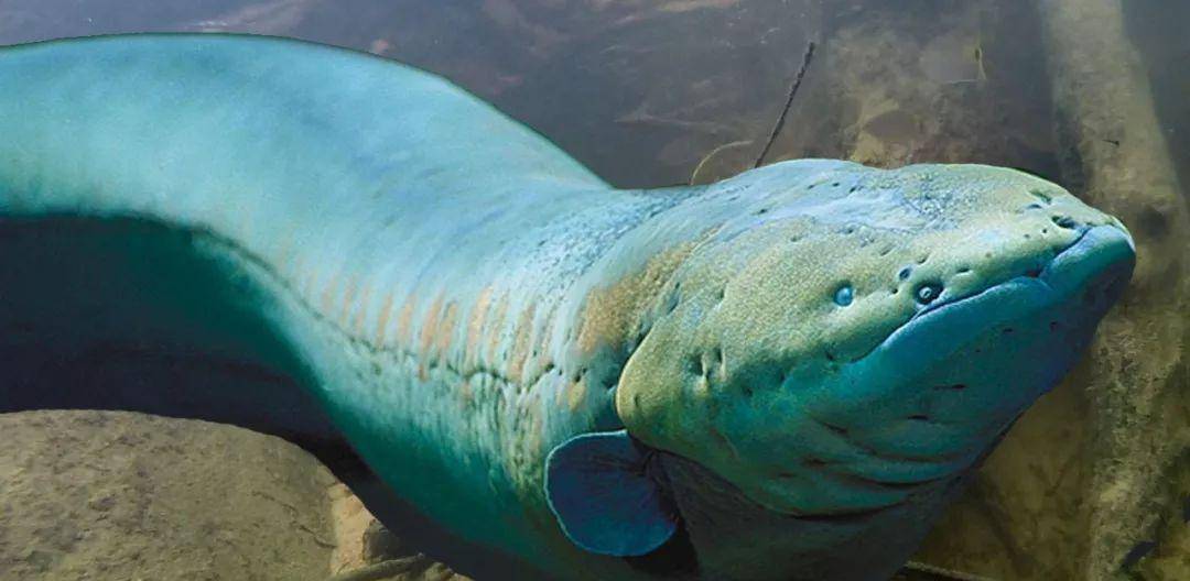 亚马逊河四大致命生物：食人鱼只能排最后，森蚺才是大BOSS