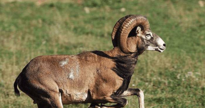 最悲催的食草动物 拥有一对强大的角 最后却被自己的角坑死 山羊