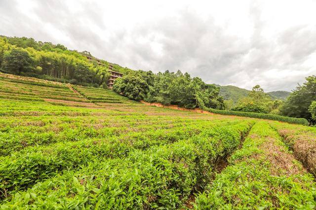 地方|雁南飞茶田，梅州5A级景区，体验茶文化的好地方