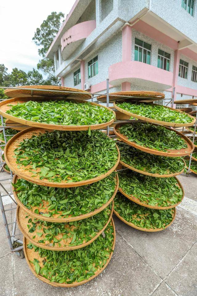 地方|雁南飞茶田，梅州5A级景区，体验茶文化的好地方