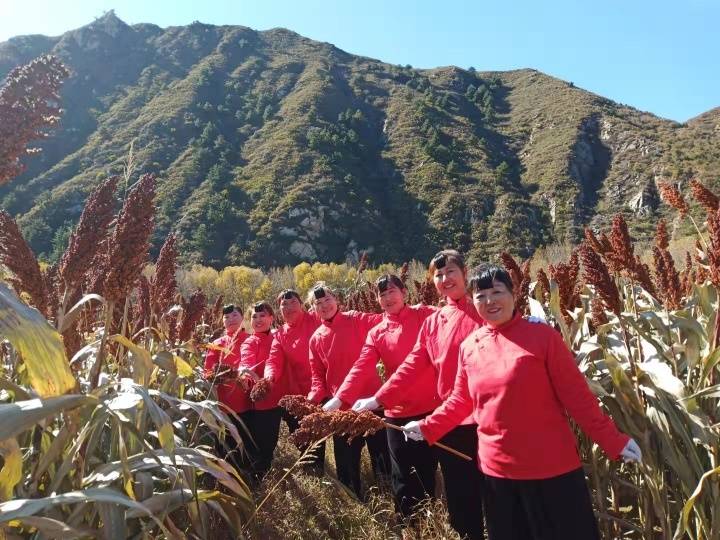 灵丘县|灵丘县白崖台乡举办红高粱摄影艺术节