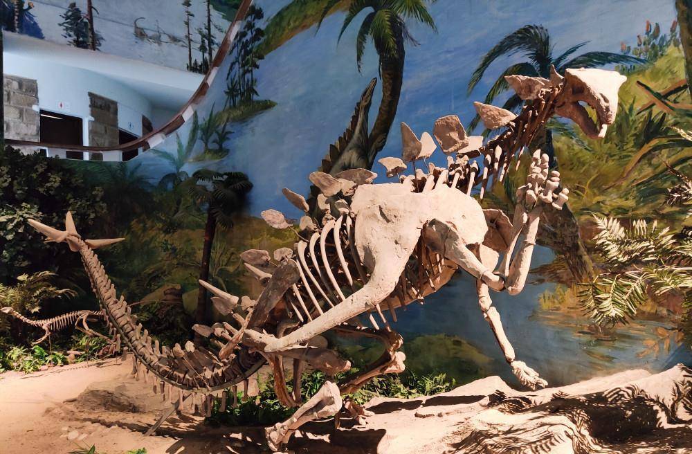 自贡恐龙之谜：为什么是四川盆地留下这么多化石？