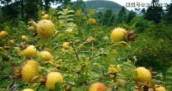 农村这些带刺的野果子,你吃过几种?_果子吃