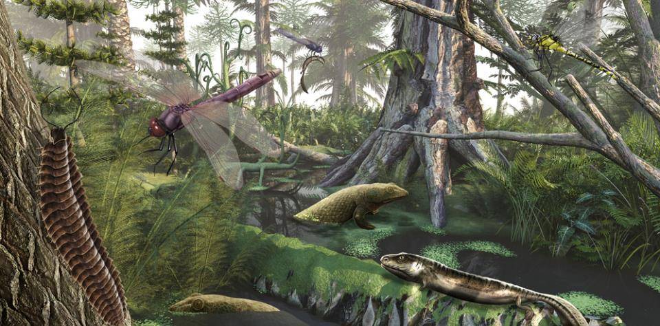 原创巨虫时代:石炭纪为什么会有3米长的蜈蚣?