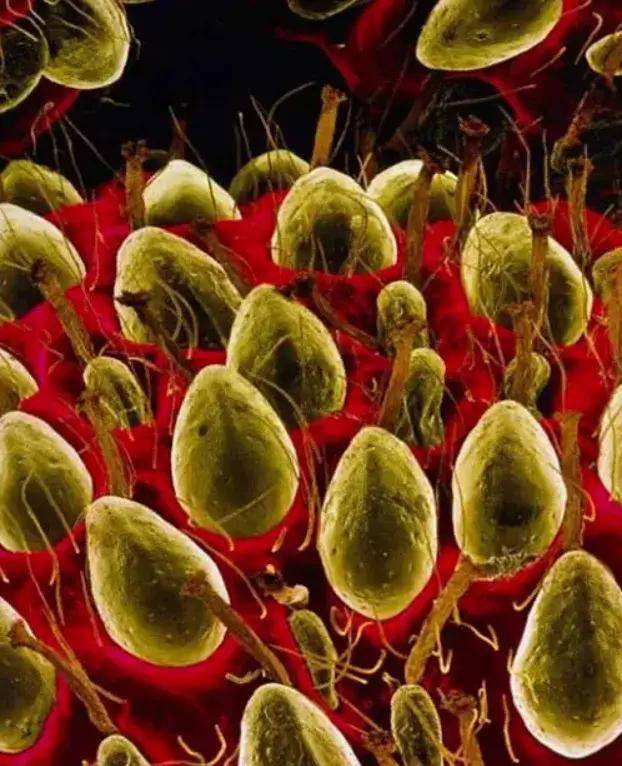 把灰尘放大几万倍后，我看到了彩色的世界