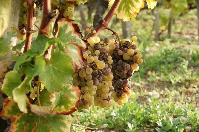 等级|想要买到可以“陈年”的葡萄酒？了解这7个方面，保证你不被忽悠