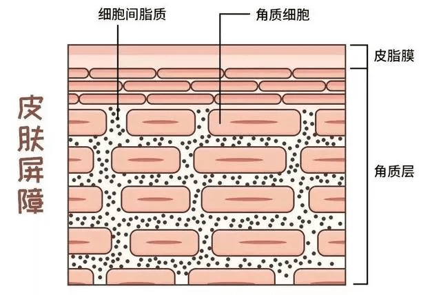 油脂换季敏感泛红，皮肤外干内油？其实是皮肤屏障受损啦