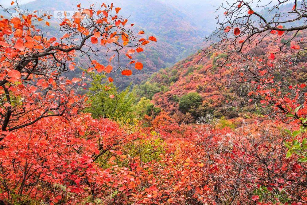 又是一年红叶季韩城香山红叶妖娆洒脱红似火焰这周出发正美