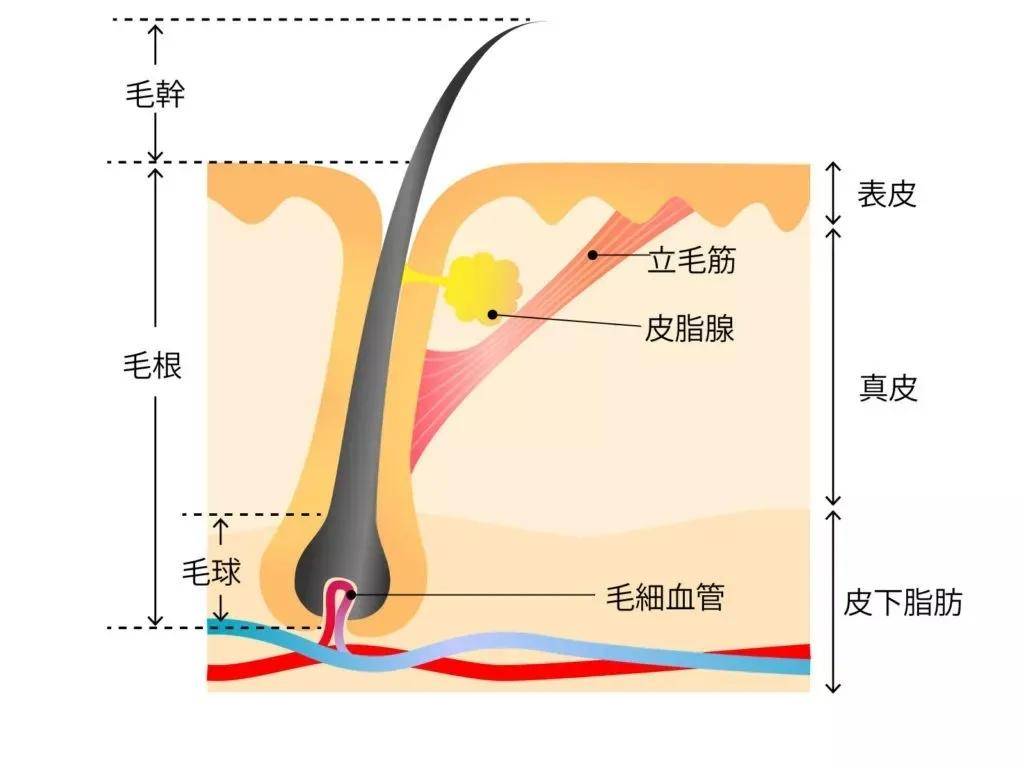 因为油性皮肤，干性皮肤该如何正确做好皮肤护理预防长痘？