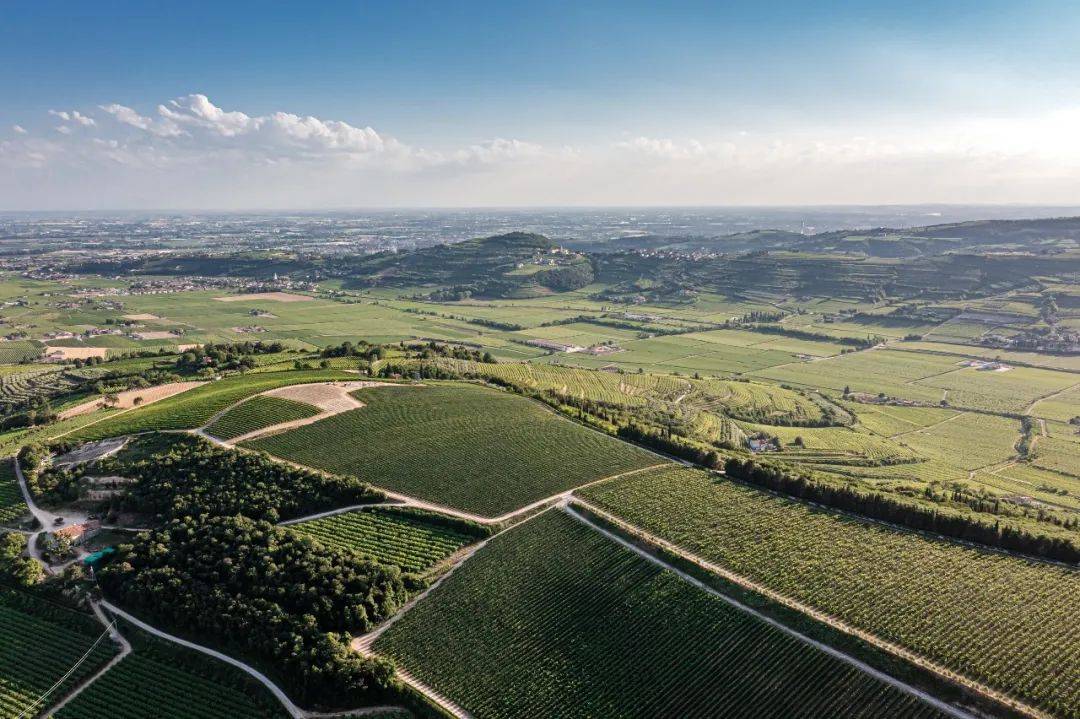 Wine|Falling Dreams｜一场葡萄酒与艺术的感官体验