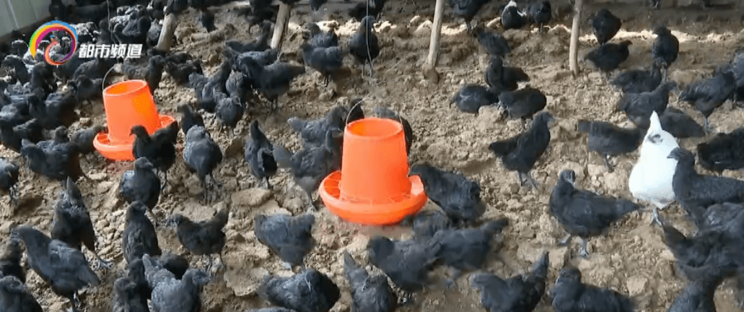 颜色|“土鸡蛋”真的比“洋鸡蛋”好吗？答案是......