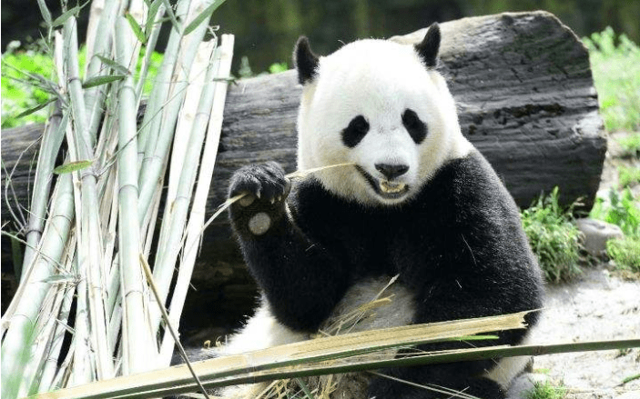 原创大熊猫吃竹子吃得正香,突然被一根竹子砸中,接下来请憋住不要笑