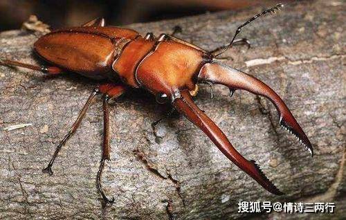 世界上有什么昆虫最贵图片