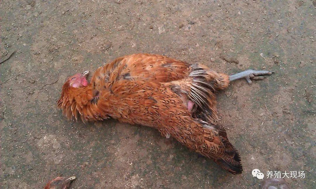 蛋鸡缺钙会有什么症状我们应如何解决