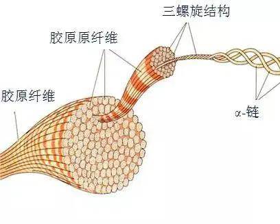 补充为什么SIS基底膜胶原可以促进胶原分泌？这就来为你揭晓！