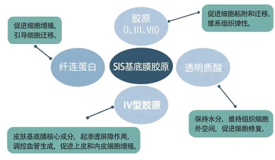 补充为什么SIS基底膜胶原可以促进胶原分泌？这就来为你揭晓！