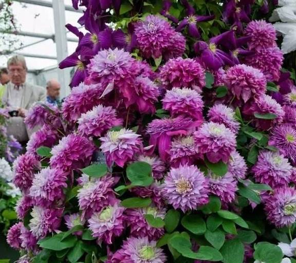 什么季节种草本花 86e1a0f7f35a43e6af1b66a3f5c12441.jpeg