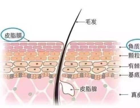 汗孔关于皮肤的基础知识