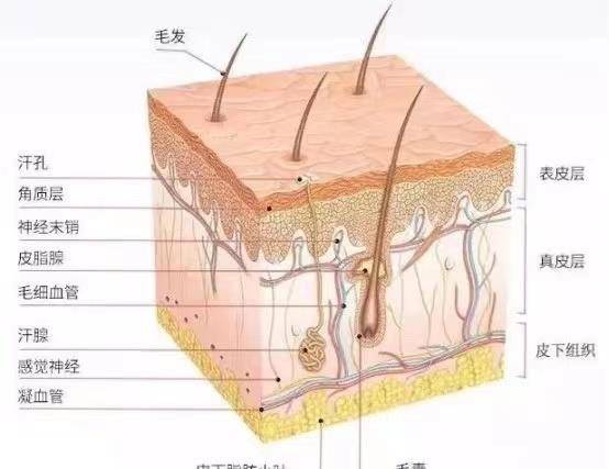 汗孔关于皮肤的基础知识