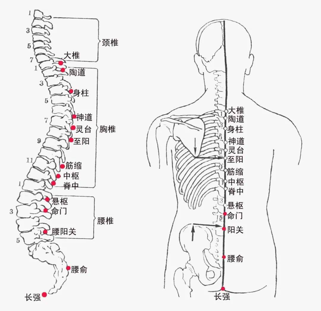 督脉穴位图人体的脏腑穴位都反射在督脉